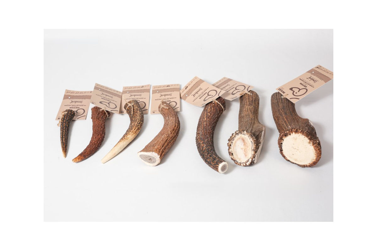 Bois De Cerf 10 Cors 86 Cm 3.5 Kg Trophée Chasse Natural