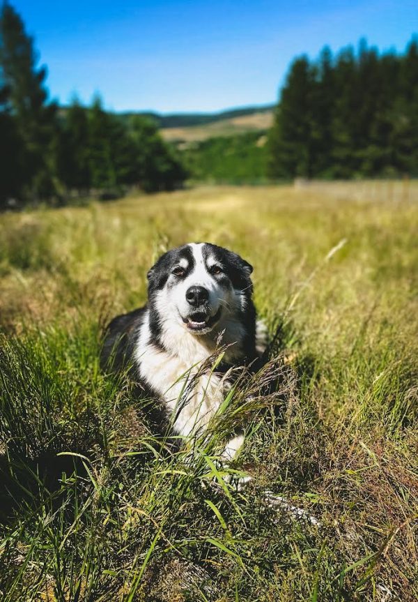 Frisbee pour chien Zisc®