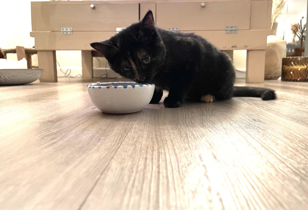 Comment donner à manger à mon chat ?