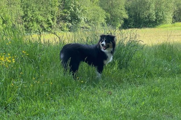 En balade avec son chien