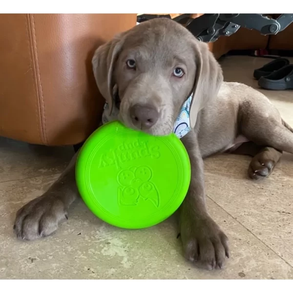 Frisbee pour chien Zisc®